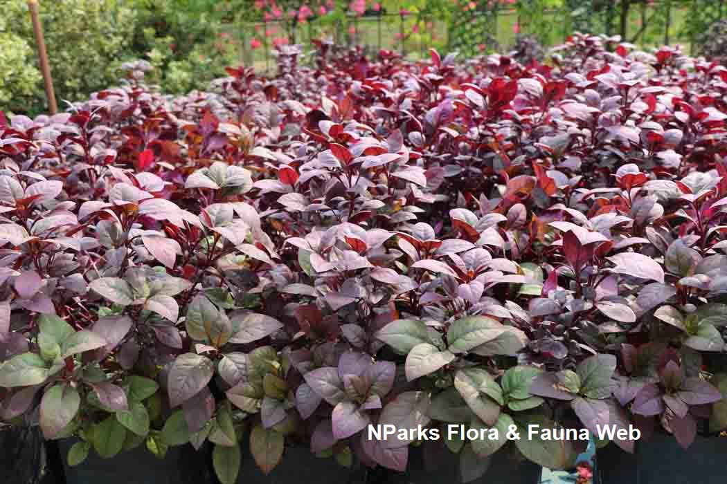 Alternanthera dentata Little Ruby