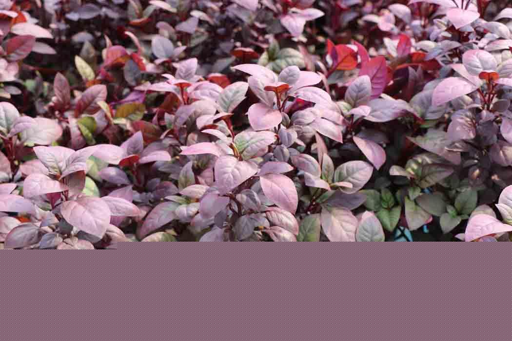 Alternanthera dentata Little Ruby