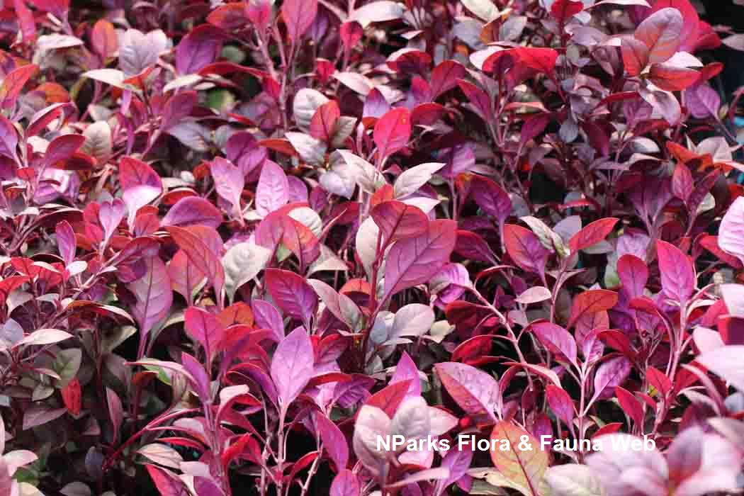 Alternanthera dentata Little Ruby