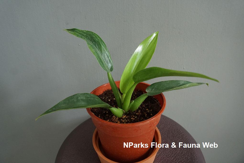 Philodendron martianum 'Fat Boy'