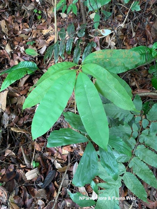 Calophyllum rubiginosum