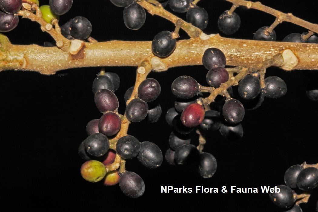 Medicinal Plants Brucea Javanica Common Name