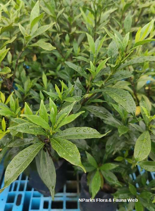 Gardenia jasminoides Super Star