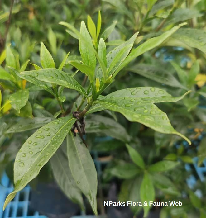 Gardenia jasminoides Super Star