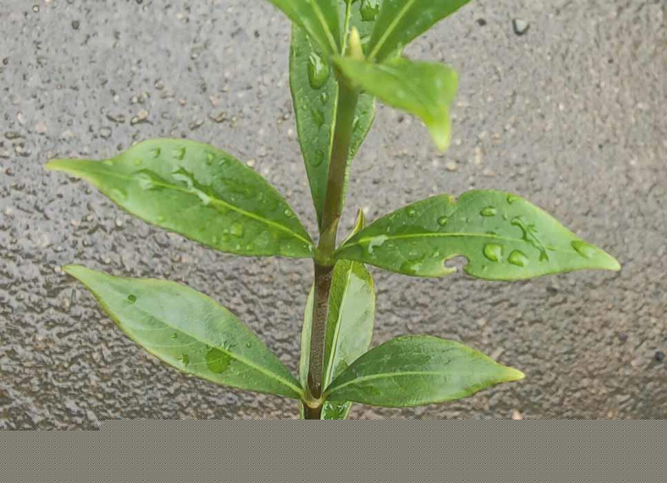 Gardenia jasminoides Super Star