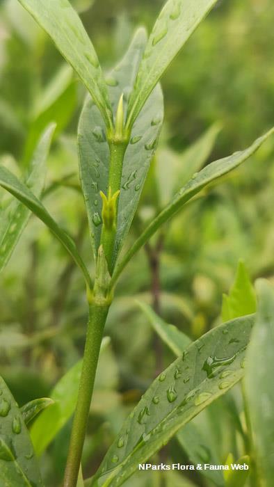Gardenia jasminoides Super Star