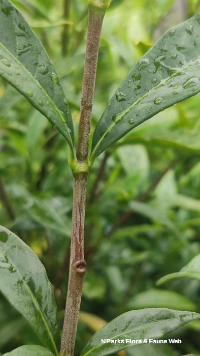 Gardenia jasminoides Super Star