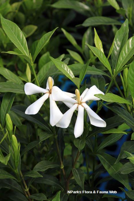 Gardenia jasminoides Super Star