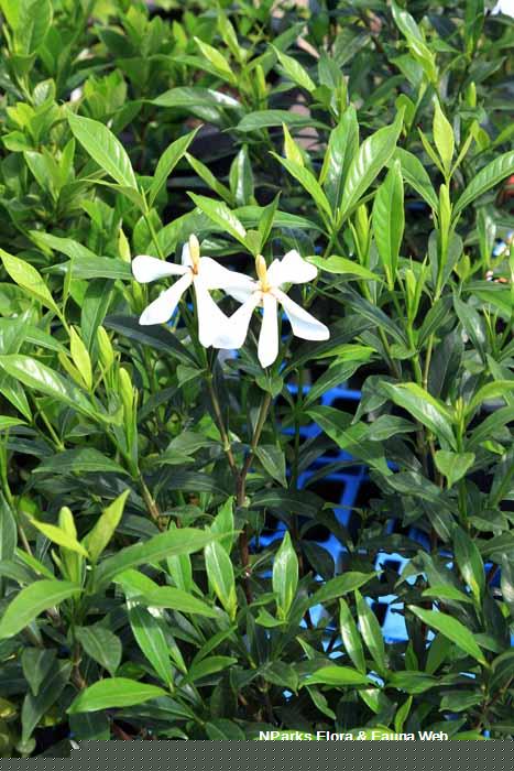 Gardenia jasminoides Super Star