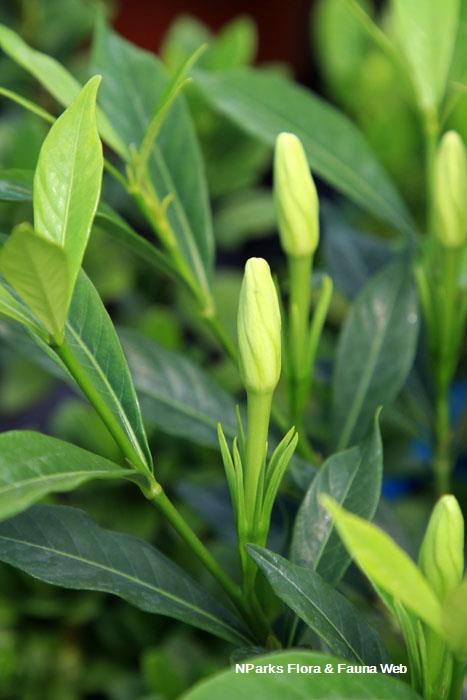 Gardenia jasminoides Super Star