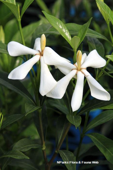 Gardenia jasminoides Super Star