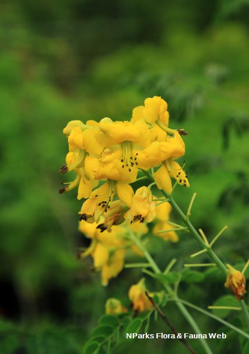 Erythrostemon yucatanensis