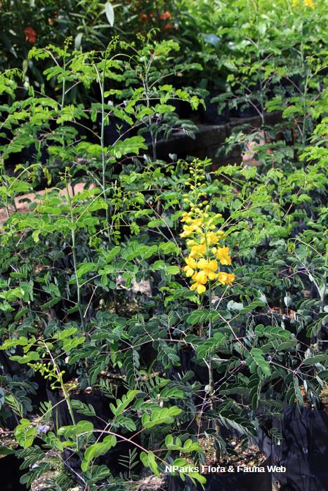 Erythrostemon yucatanensis