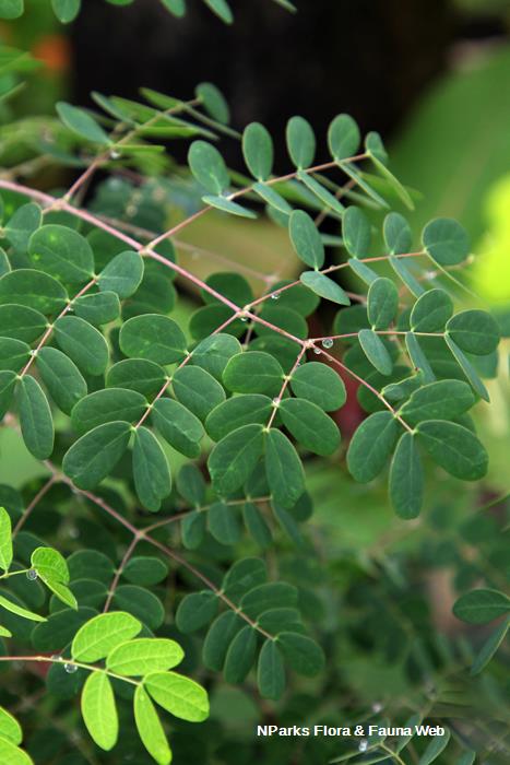 Erythrostemon yucatanensis