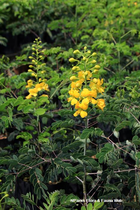 Erythrostemon yucatanensis