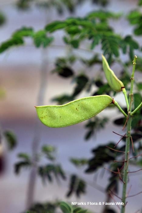 Erythrostemon yucatanensis