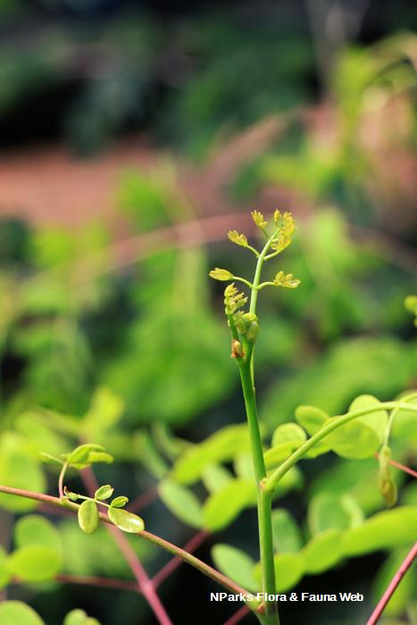 Erythrostemon yucatanensis