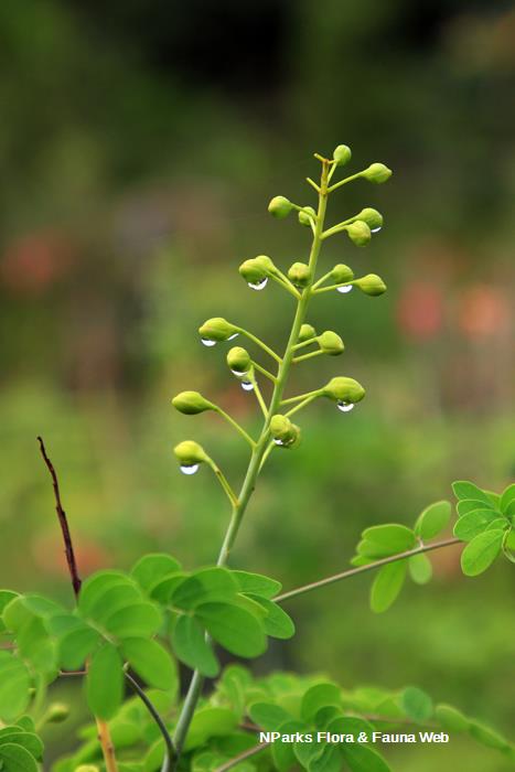 Erythrostemon yucatanensis