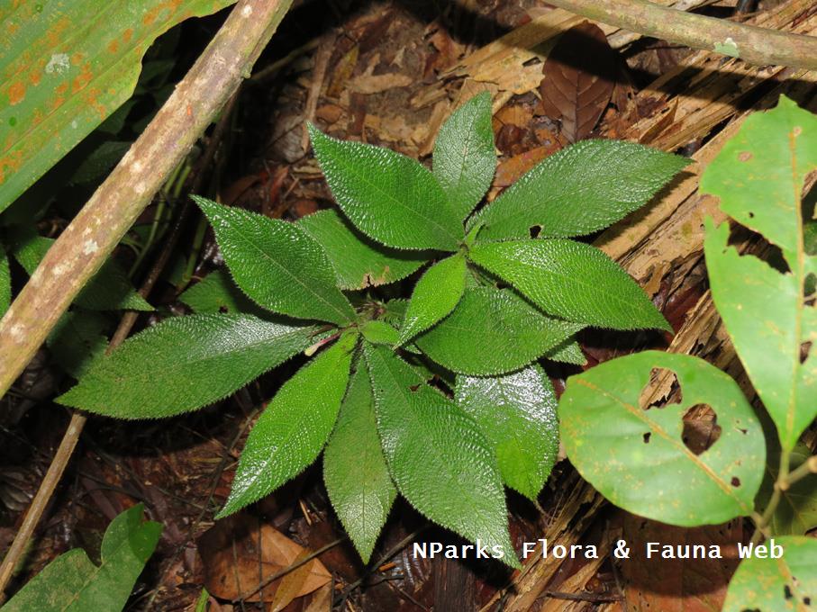 Codonoboea_platypus_Yeoh_yishuen