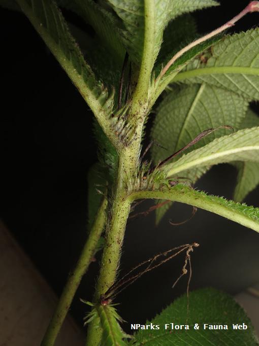 Codonoboea_platypus_Yeoh_yishuen