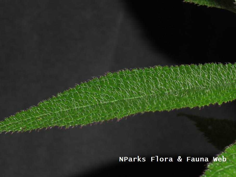 Codonoboea_platypus_Yeoh_yishuen