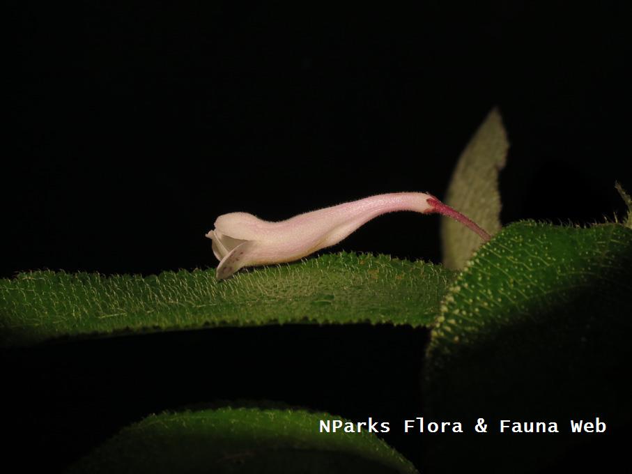 Codonoboea_platypus_Yeoh_yishuen