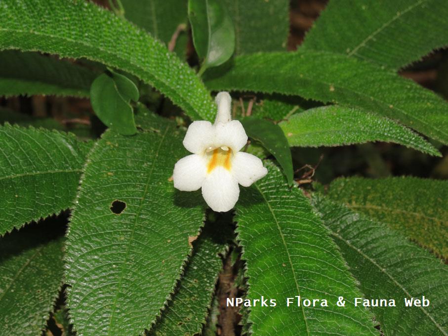 Codonoboea_platypus_Yeoh_yishuen