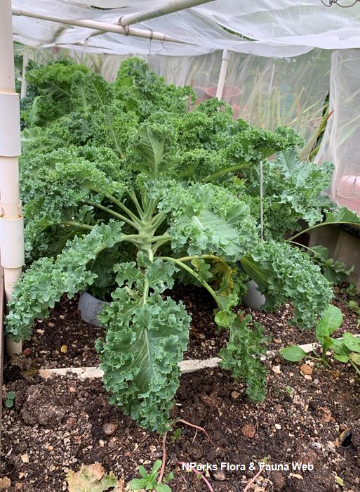 brassica oleracea acephala group curly