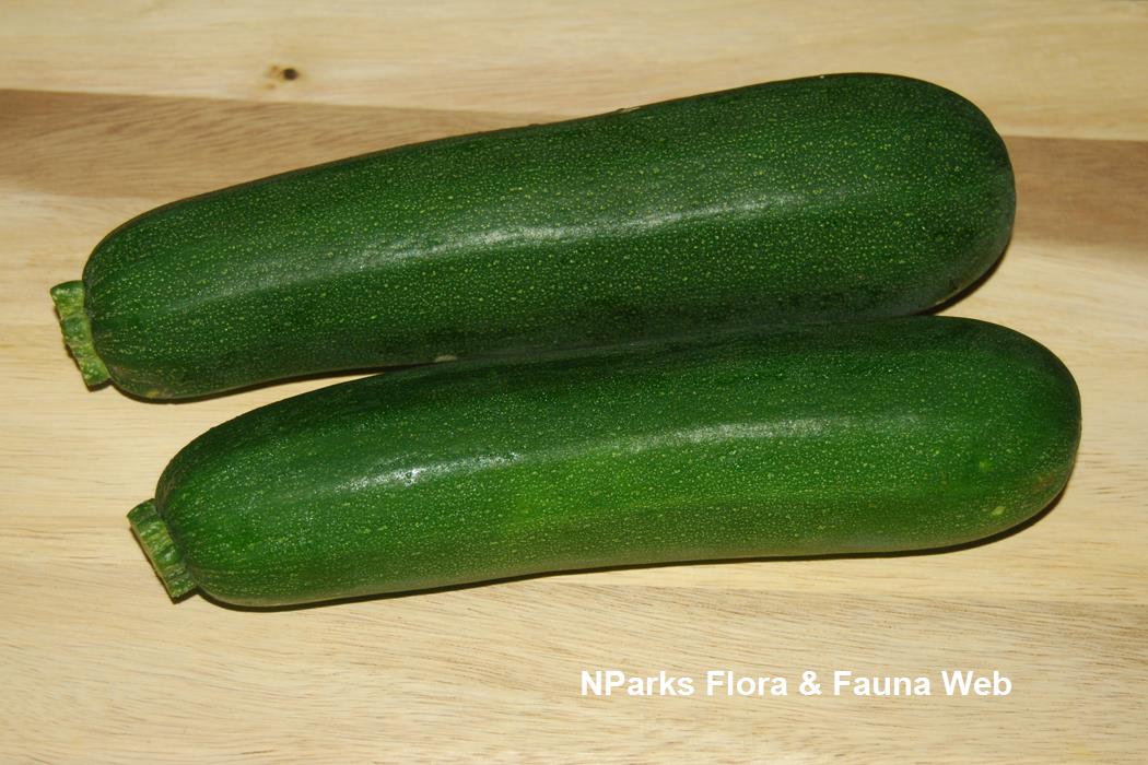 Cucurbita_pepoe_zucchini_Jennie_Tang_1