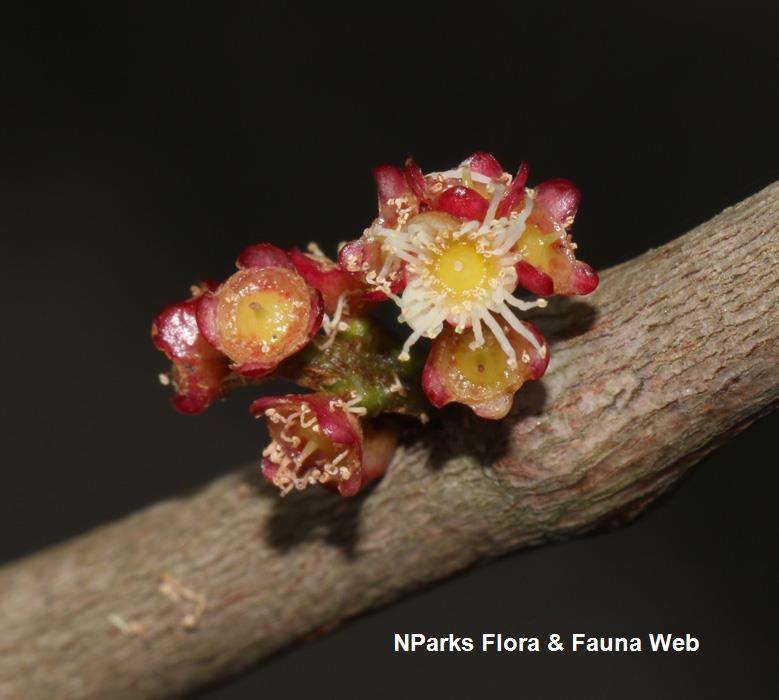 Syzygium conglomeratum var. conglomerata