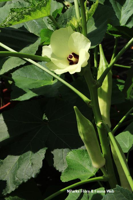 Plant Image