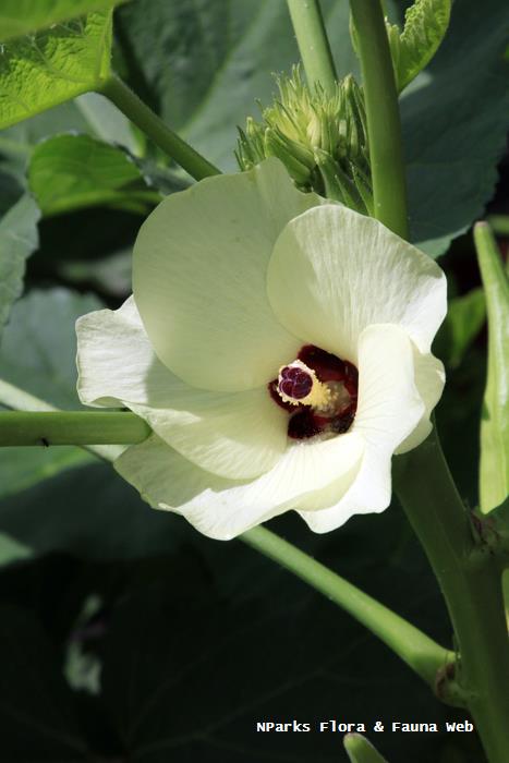 Abelmoschus esculentus Silver Queen_Vicky Lim Yen Ngoh