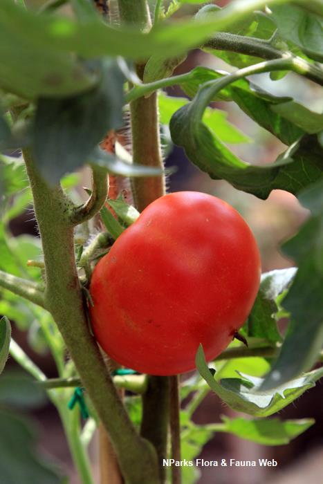 Solanum lycopersicum Marmande Vicky Lim Yen Ngoh
