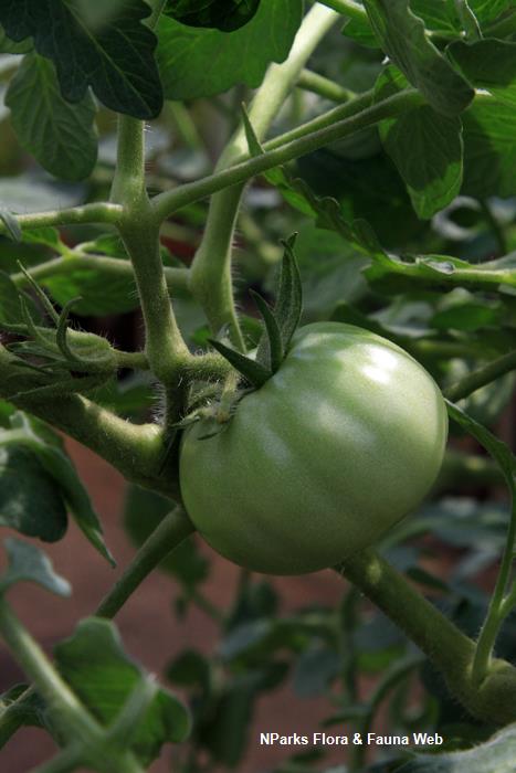 Solanum lycopersicum Marmande Vicky Lim Yen Ngoh