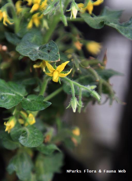 Solanum_lycopersicum_Micro-Tom_Vicky_Lim_Yen_Ngoh