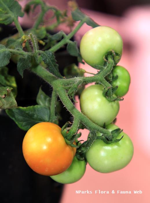 Solanum_lycopersicum_Micro-Tom_Vicky_Lim_Yen_Ngoh