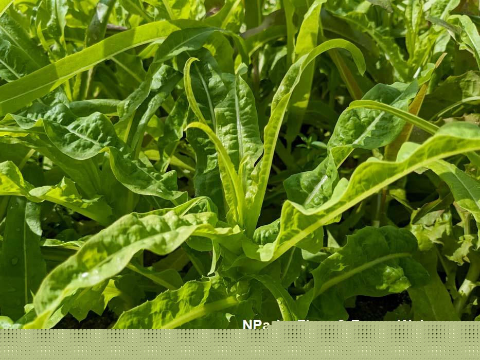 Lactuca sativa cultivar You Mai Cai