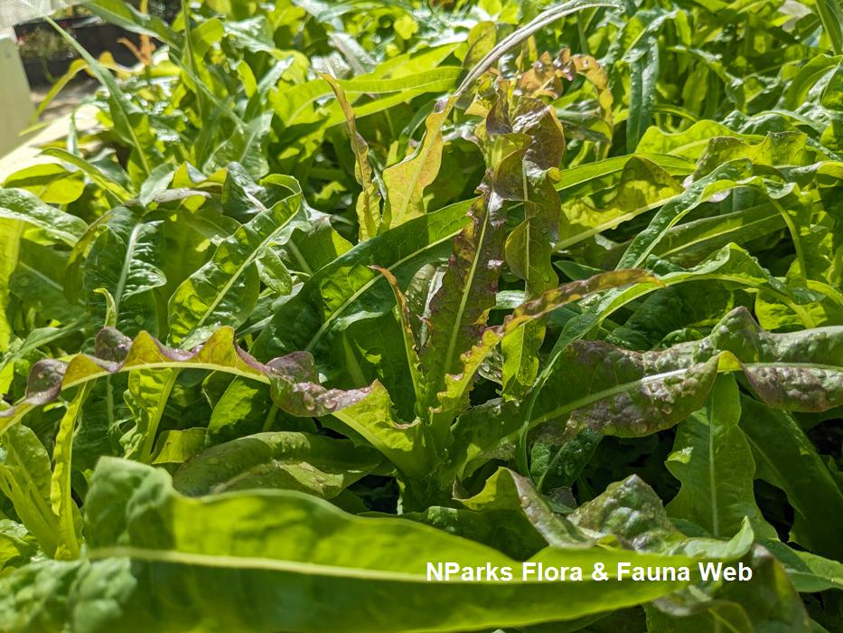 Lactuca sativa cultivar You Mai Cai