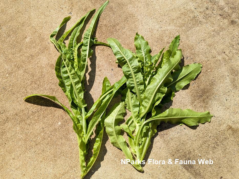 Lactuca sativa cultivar You Mai Cai