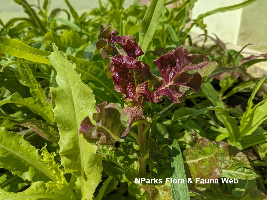Lactuca sativa cultivar You Mai Cai