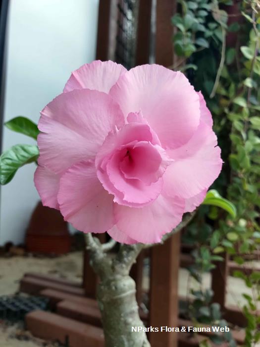 NParks | Adenium