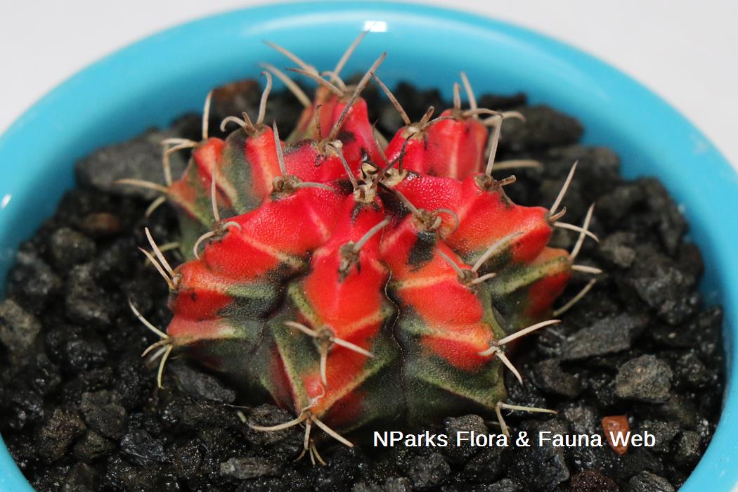 Gymnocalycium_mihanovichii_Jennie_Tang_1