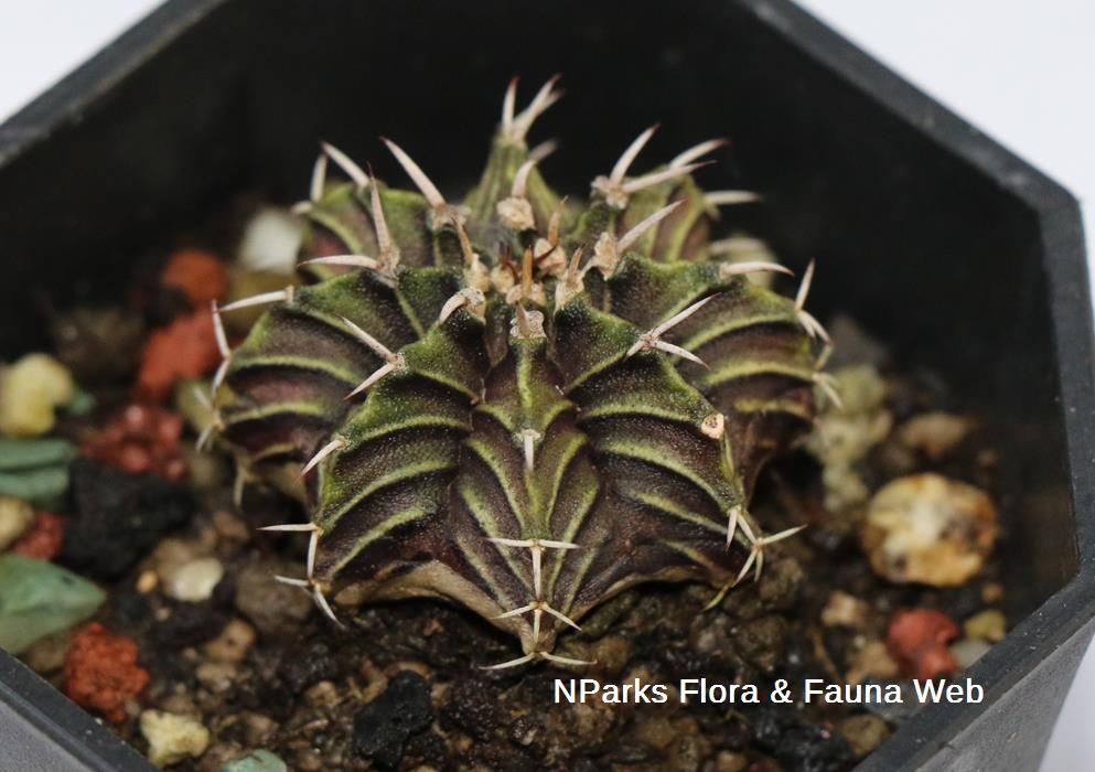Gymnocalycium_mihanovichii_Jennie_Tang_2