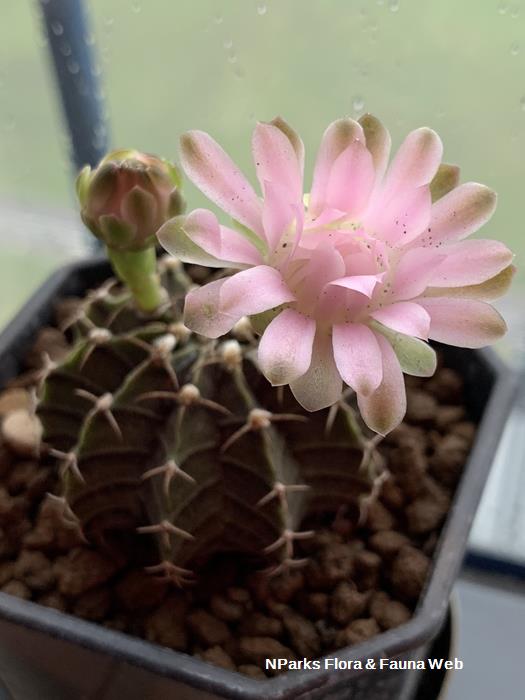 Gymnocalycium_mihanovichii_Tamako_Kobayashi_1