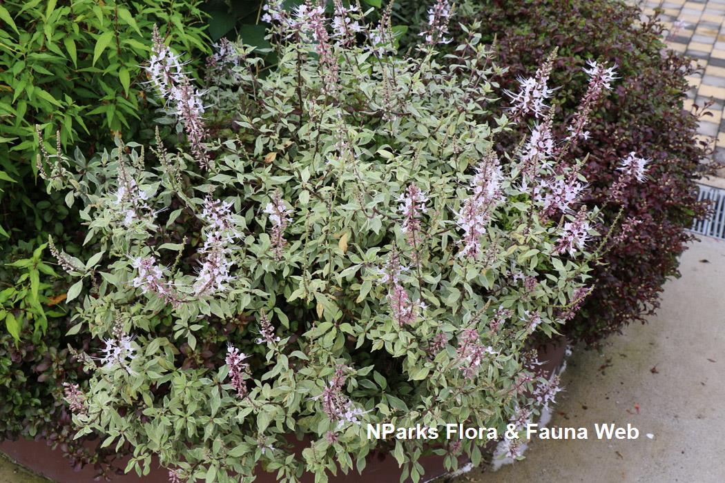 Orthosiphon_aristatus_ cultivar_Jennie_Tang_1