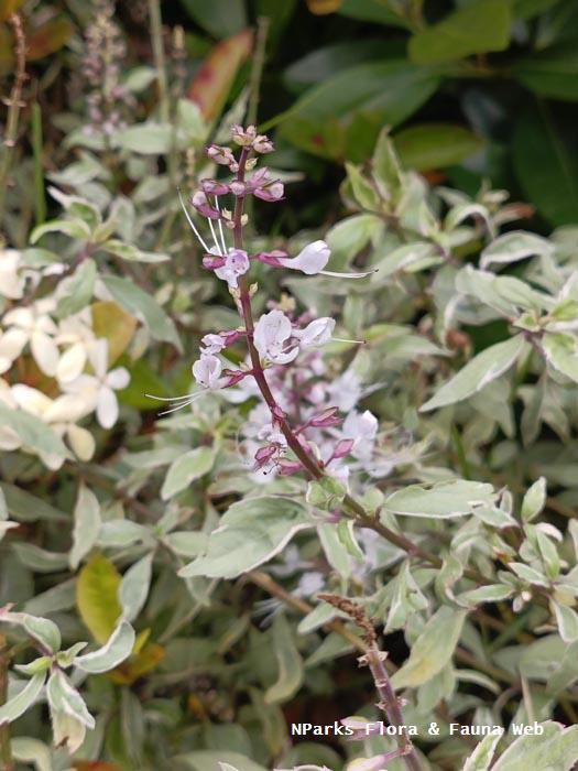 Orthosiphon aristatus cultivars