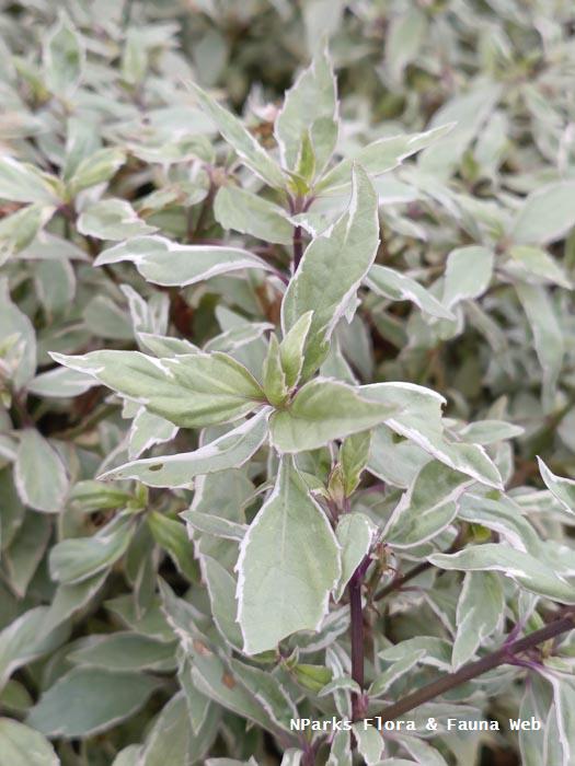 Orthosiphon aristatus cultivars