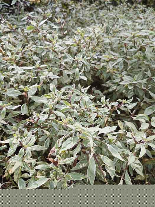 Orthosiphon aristatus cultivars