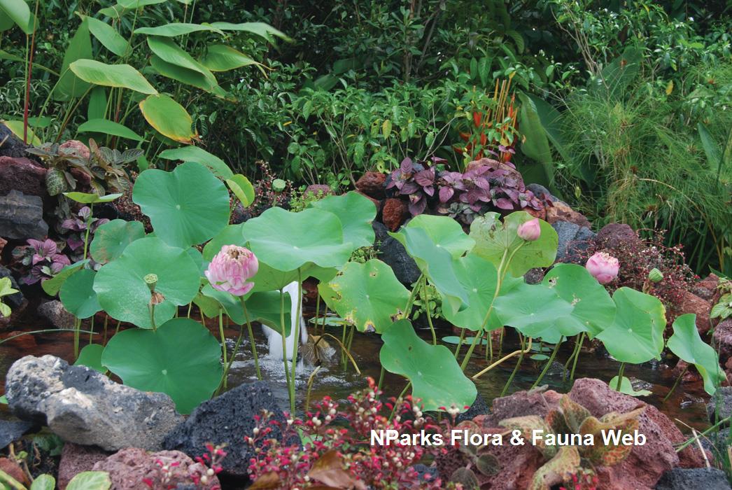 Nelumbo_cultivar_Jennie_Tang_1