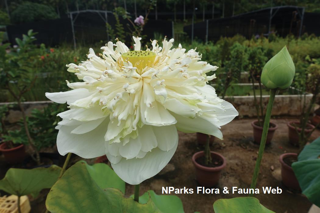 Nelumbo_cultivar_Soh_Weijing_2